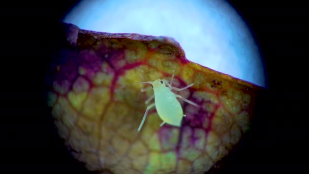 Aphid Sotto Microscopio Superfamiglia Afide Aphidoidea Hemiptera Una Foglia Cetriolo — Video Stock