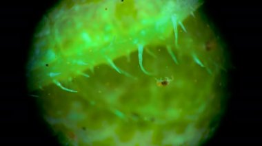 İki benekli örümcek maytı mikroskop altında, (Tetranychus urticae) salatalık yaprağında örümcek ağında sürünüyor.