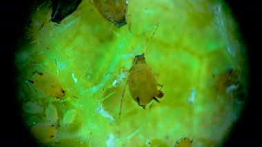 Bir salatalık yaprağının üzerinde yaprak biti süper ailesi (Aphidoidea, Hemiptera) bulunmaktadır.