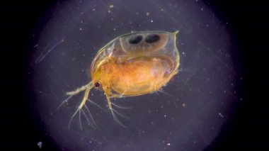 (), mikroskop altında küçük planktonik kabuklu deniz hayvanı, yakın çekim