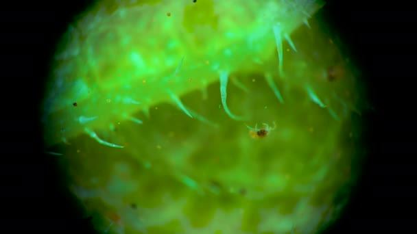 Tvåfläckig Spindelkvalster Ett Mikroskop Tetranychus Urticae Som Kryper Ett Spindelnät — Stockvideo