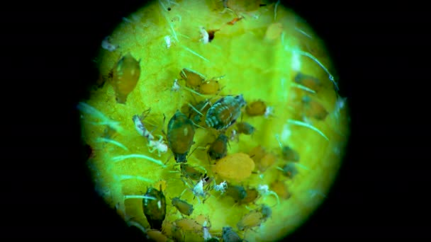 Aphid Sotto Microscopio Superfamiglia Afide Aphidoidea Hemiptera Una Foglia Cetriolo — Video Stock