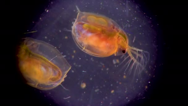 Daphnia Magna Cladocera Small Planktonic Crustacean Microscope Close — Stock Video