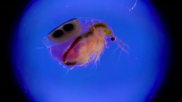 Daphnia Magna Cladocera Kleine Planktonische Schaaldieren Onder Microscoop Close — Stockvideo