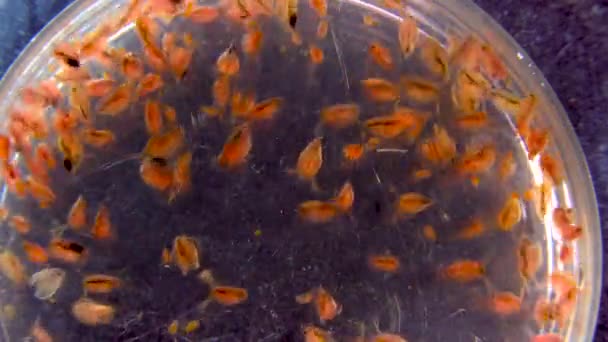 Daphnia Magna Cladocera Krustasea Planktonik Kecil Dalam Cawan Petri Rencana — Stok Video