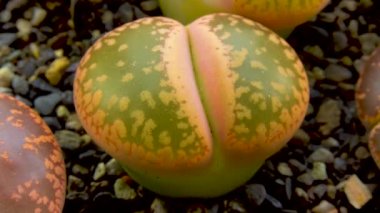 (Litops aucampia), Güney Afrika 'dan toplanan bir bitki olan Aizoaceae ailesinin sulu bitkisi.