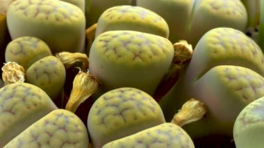 Lithops, Güney Afrika 'dan toplanan bir bitki olan Aizoaceae ailesinin sulu bitkisi.