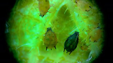 Bir salatalık yaprağının üzerinde yaprak biti süper ailesi (Aphidoidea, Hemiptera) bulunmaktadır.