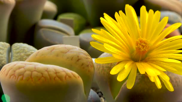 Lithops Цветущий Суккулент Семейства Aizoaceae Коллекционное Культивируемое Растение Южной Африки — стоковое видео