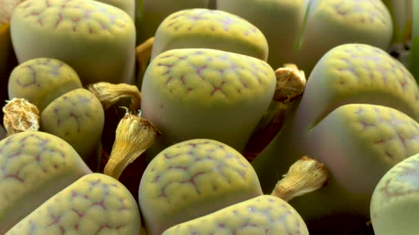 Lithops Soczysty Rodziny Aizoaceae Roślina Uprawiana Zbiorach Republiki Południowej Afryki — Wideo stockowe