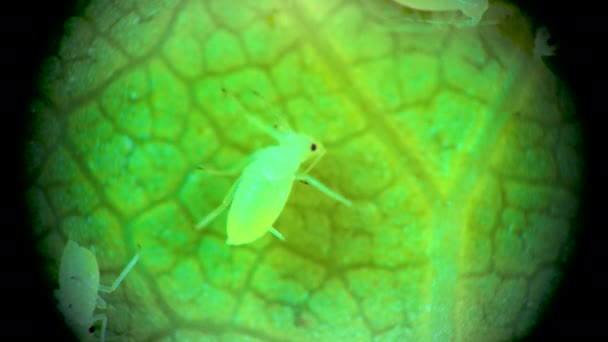 Aphid Sotto Microscopio Superfamiglia Afide Aphidoidea Hemiptera Una Foglia Cetriolo — Video Stock