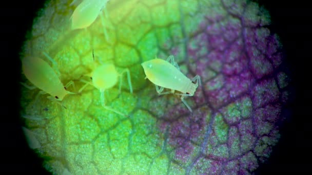 Pulgón Bajo Microscopio Superfamilia Del Pulgón Aphidoidea Hemiptera Sobre Hoja — Vídeo de stock