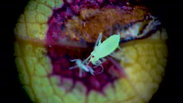 Blattläuse Unter Dem Mikroskop Blattlausüberfamilie Aphidoidea Hemiptera Auf Einem Gurkenblatt — Stockvideo