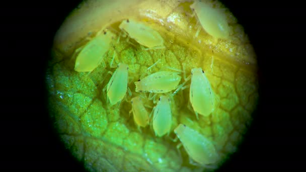 Aphid Mikroszkóp Alatt Levéltetű Szupercsalád Aphidoidea Hemiptera Egy Uborka Levél — Stock videók