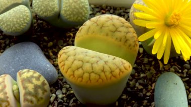 Lithops sp. Güney Afrika 'dan ekilmiş bir bitki olan Aizoaceae ailesinin sulu bitkisi.