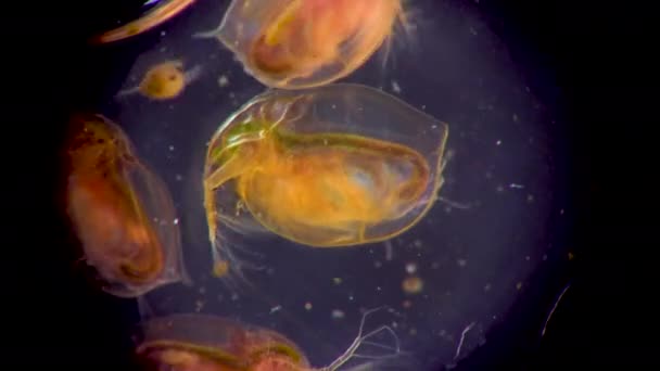 Daphnia Magna Cladocera Kleine Planktonische Schaaldieren Onder Microscoop Close — Stockvideo