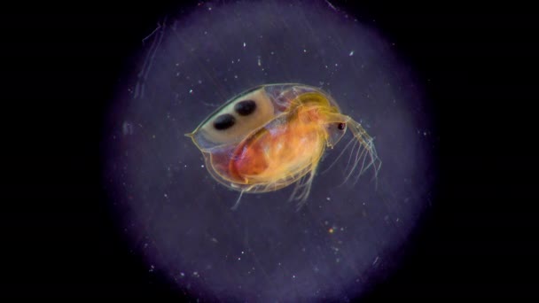 Daphnia Magna Cladocera Krustasea Planktonik Kecil Bawah Mikroskop Close — Stok Video