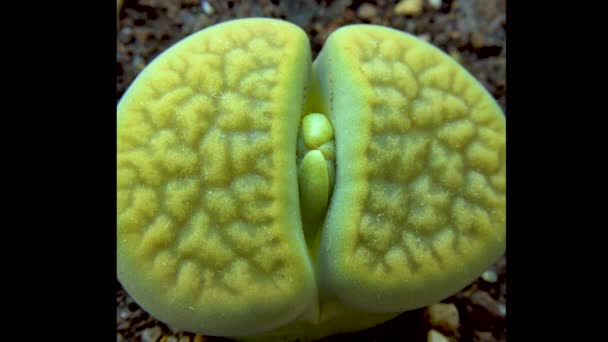 Lithops Blühende Sukkulente Der Familie Aizoaceae Eine Kulturpflanze Aus Südafrika — Stockvideo