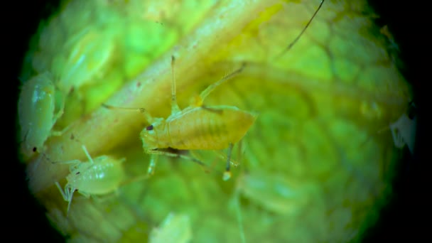 Aphid Mikroszkóp Alatt Levéltetű Szupercsalád Aphidoidea Hemiptera Egy Uborka Levél — Stock videók