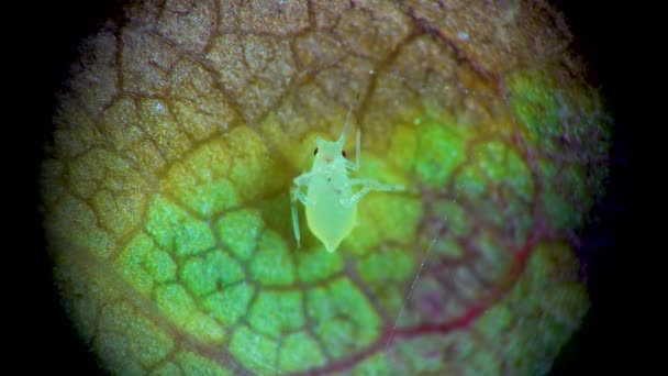 Pulgón Bajo Microscopio Superfamilia Del Pulgón Aphidoidea Hemiptera Sobre Hoja — Vídeos de Stock