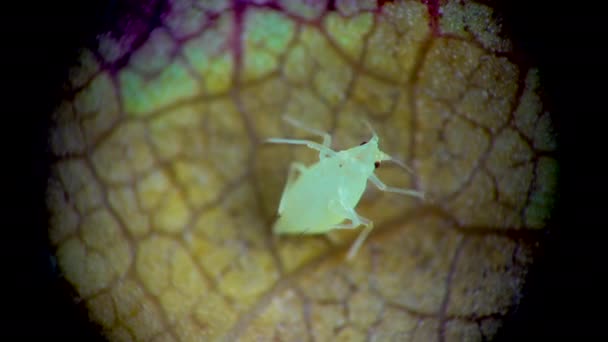 Aphid Microscope Aphid Superfamily Aphidoidea Hemiptera Cucumber Leaf Many Dangerous — Stock Video