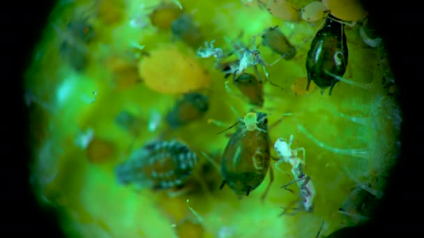 Aphid Sotto Microscopio Superfamiglia Afide Aphidoidea Hemiptera Una Foglia Cetriolo — Video Stock