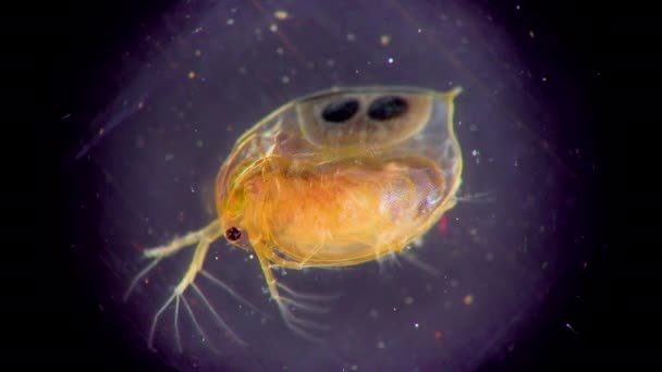 Daphnia Magna Cladocera Small Planktonic Crustacean Microscope Close — ストック動画