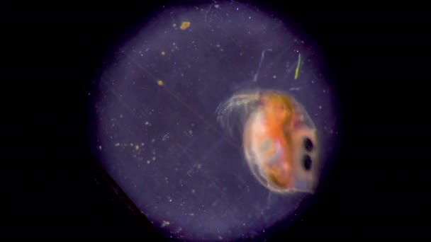 Daphnia Magna Cladocera Krustasea Planktonik Kecil Bawah Mikroskop Close — Stok Video