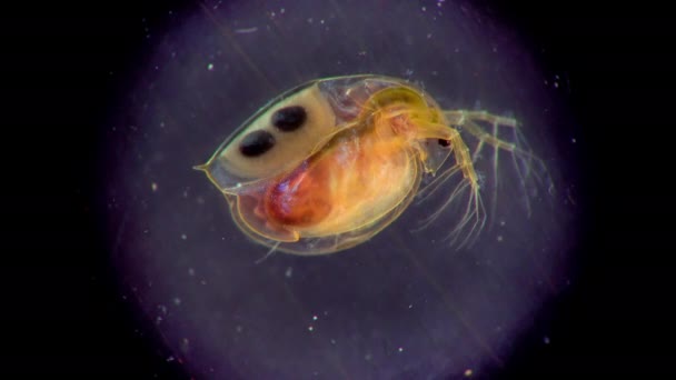 Daphnia Magna Cladocera Мелкий Планктонный Ракообразный Микроскопом Крупный План — стоковое видео