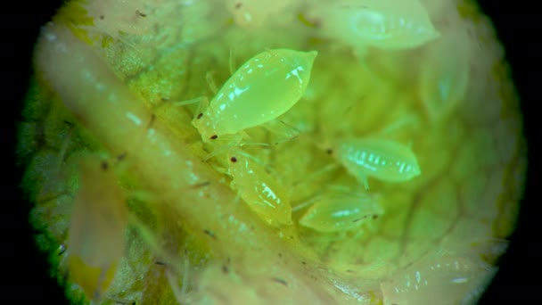 Puceron Microscope Superfamille Pucerons Aphidoidea Hémiptères Sur Une Feuille Concombre — Video