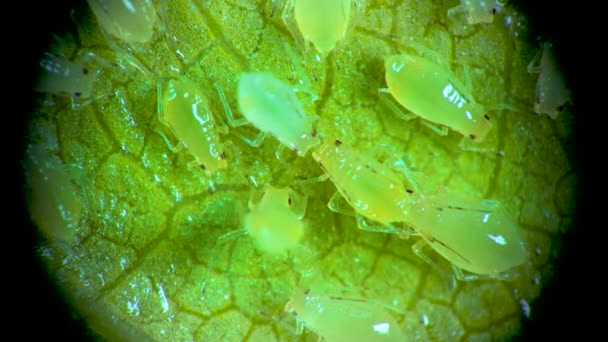 진딧물 현미경으로 수있는 진딧물 진딧물 프테라 식물에 끼치는 해충이다 — 비디오