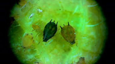 Bir salatalık yaprağının üzerinde yaprak biti süper ailesi (Aphidoidea, Hemiptera) bulunmaktadır.