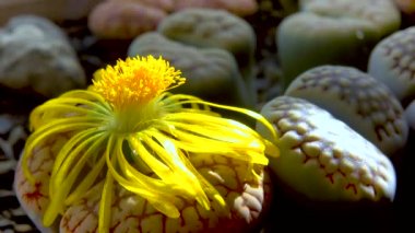 Lithops sp. - Aizoaceae ailesinin sulu çiçekleri, Güney Afrika 'dan ekilmiş bir bitki koleksiyonu.