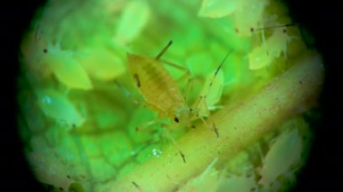 Bir salatalık yaprağının üzerinde yaprak biti süper ailesi (Aphidoidea, Hemiptera) bulunmaktadır.