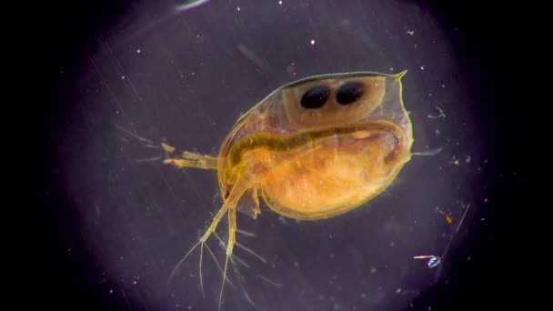 Daphnia Magna Cladocera 현미경 아래의 갑각류 클로즈업 — 비디오