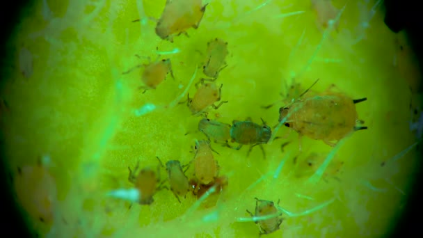 Aphid Sotto Microscopio Superfamiglia Afide Aphidoidea Hemiptera Una Foglia Cetriolo — Video Stock