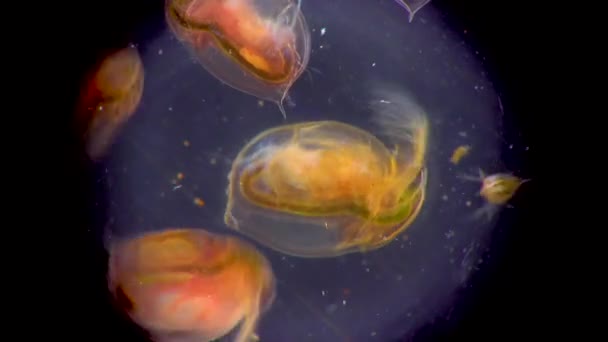 Daphnia Magna Cladocera 현미경 아래의 갑각류 클로즈업 — 비디오