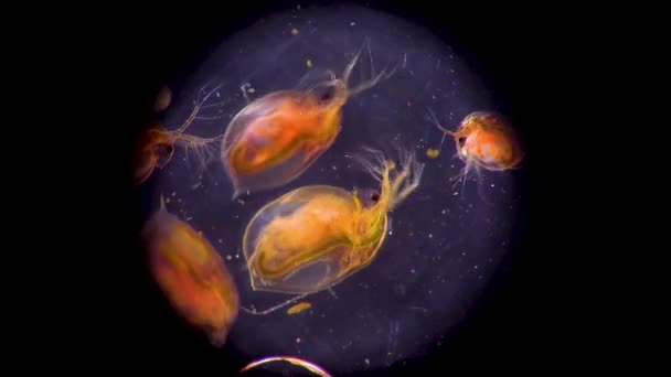 Daphnia Magna Cladocera Pequeno Crustáceo Planctônico Sob Microscópio Close — Vídeo de Stock