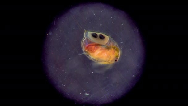 Daphnia Magna Cladocera Μικρό Πλαγτονικό Καρκινοειδές Στο Μικροσκόπιο Κοντινό Πλάνο — Αρχείο Βίντεο