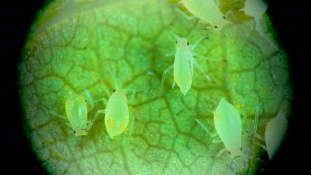 顕微鏡の下でアブラムシ キュウリの葉の上にアブラムシの超科 Aphidoide Hemiptera 多くは植物の危険な害虫です — ストック動画