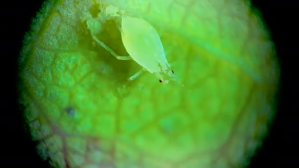Тля Микроскопом Тля Надсемейства Aphidoidea Hemiptera Огуречном Листе Многие Которых — стоковое видео