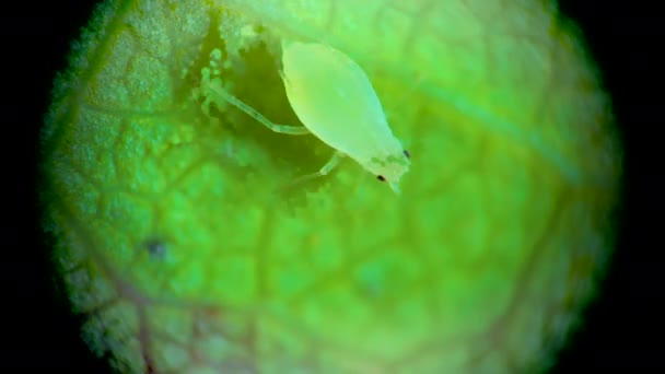 Afito Abaixo Microscópio Superfamília Pulgões Afidoidea Hemiptera Uma Folha Pepino — Vídeo de Stock