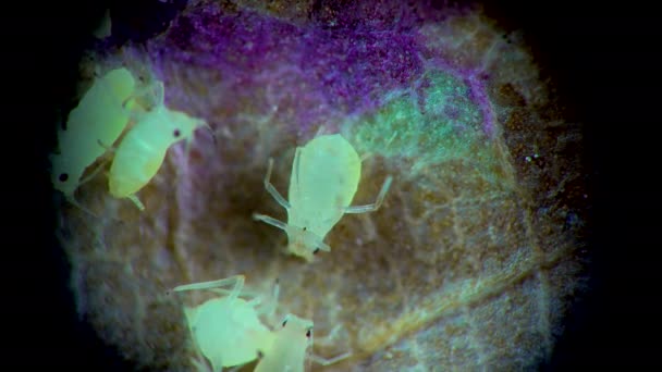 Bladluis Onder Een Microscoop Bladluis Superfamilie Aphidoidea Hemiptera Een Komkommerblad — Stockvideo