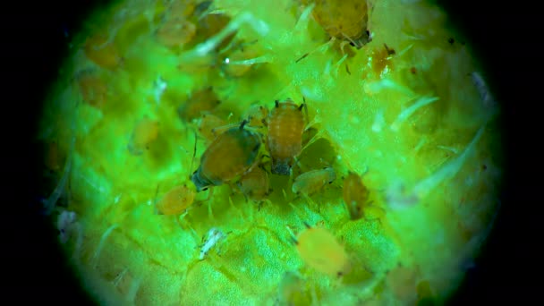 Αφίδα Κάτω Από Ένα Μικροσκόπιο Αφίδα Superfamily Αφιδέα Hemiptera Ένα — Αρχείο Βίντεο
