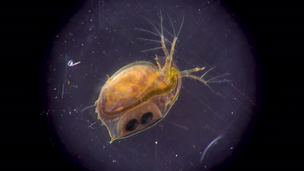 Daphnia Magna Cladocera Small Planktonic Crustacean Microscope Close — Stock Video