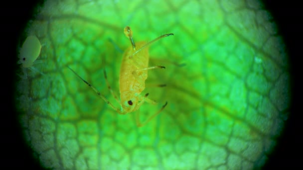 Pulgón Bajo Microscopio Superfamilia Del Pulgón Aphidoidea Hemiptera Sobre Hoja — Vídeos de Stock