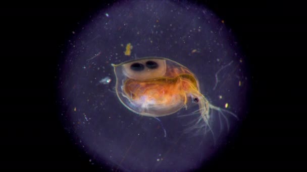 Mikroskop Altında Küçük Planktonik Kabuklu Deniz Hayvanı Yakın Çekim — Stok video