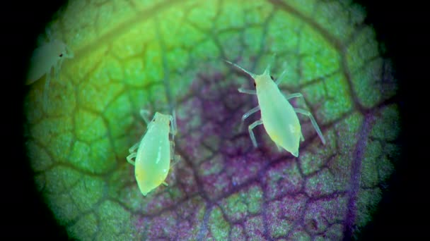 Aphid Pod Mikroskopem Mšic Superrodina Aphidoidea Hemiptera Listech Okurky Mnoho — Stock video