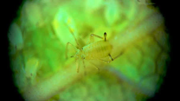 Bladluis Onder Een Microscoop Bladluis Superfamilie Aphidoidea Hemiptera Een Komkommerblad — Stockvideo