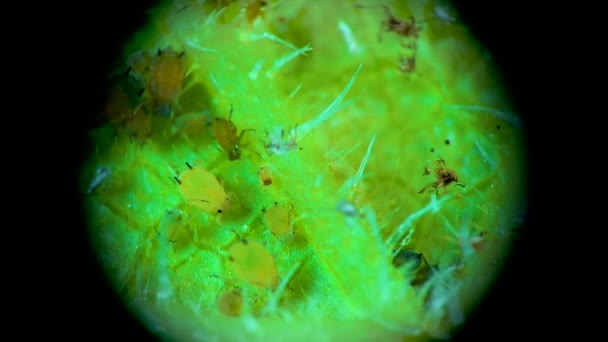 Bladluis Onder Een Microscoop Bladluis Superfamilie Aphidoidea Hemiptera Een Komkommerblad — Stockvideo
